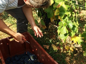 Harvest Experience Day in Burgundy, France