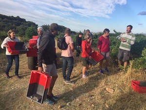 Grape picking experience in Languedoc, France