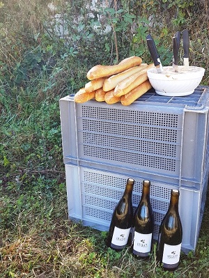 Typical harvest day in a french winery as a gift box