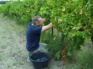 Harvest Experience in the Rhone Valley region