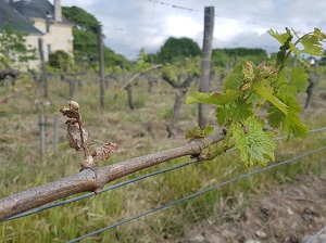 Oenology course on vine tending in a French vineyard