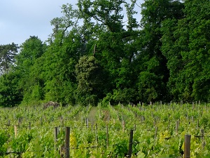 Vine tending course in Saint-Emilion, France
