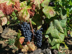 High quality grapes and wine for the 2018 vintage in France