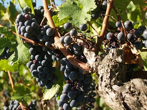 Mildew attacks in the French organic vineyards in 2018