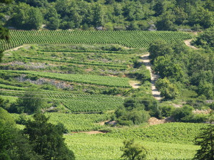 Visit french vines area with Gourmet Odyssey