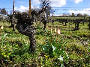 Rare tulips in the vineyard at Chateau Coutet