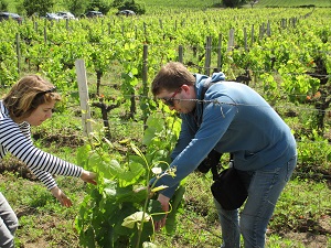 Vine tending lessons at a French winery