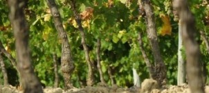 New Introductory Adopt-a-Vine Pack Added to Gourmet Odyssey Wine Experience