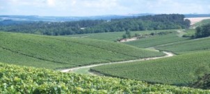 Adopt a Vine in Chablis Now Available!
