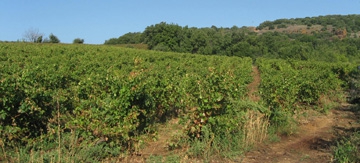 Wine Experience in Languedoc