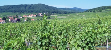 Wine Experience in Alsace
