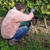 Customer reference, adopt an organic vine, Loire Valley, France