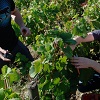 Customer rating, rent an organic plot of vines in Burgundy, France