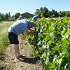Customer reference, rent a vine gift and vineyard tending experience, Burgundy, France