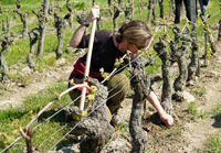 Original Wine Experience Gift for a mother's day present.  Rent vines in France.
