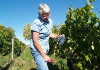 Mother's Day wine gift.  Rent-a-vine in France and make your own wine.