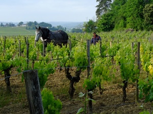 Make your own organic wine in a Grand Cru Classé vineyard