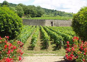 Rent-a-vine gift in Burgundy, France