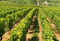 Original wine gift. Rent vines in an organic French Vineyard, Bordeaux, Burgundy, Loire Valley, and the Languedoc