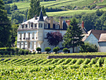 Rent-a-vine in Burgundy and participate in wine experience days 