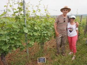 Vine adoption in an organic vineyard in Alsace, France