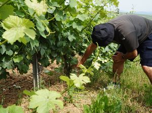 adopt a vine and come to help the winemaker in the vineyard