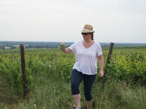 Meet the winemaker in an organic French winery