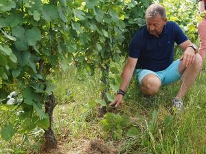 Vine de-budding session in an organic vineyard in France