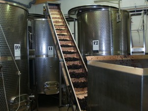 The grapes enter the fermentation tanks