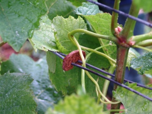 Clipping the Vine Wires Together