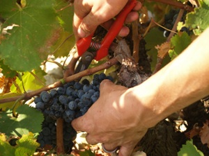 Harvest Vines