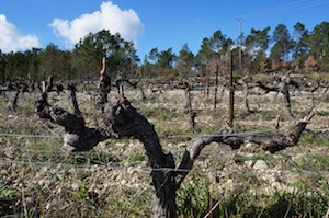 Cordon de Royat pruning Rhone Valley