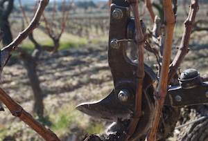 Pruning vin Cote du Rhone