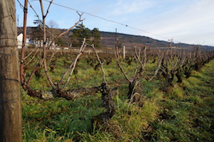 vine at winter in Burgundy France
