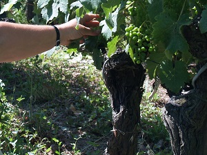 Removing some of the vine leaves to help the grapes mature