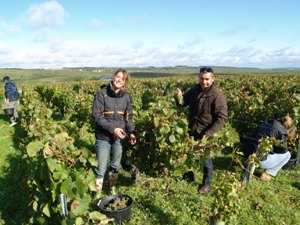 Original Christmas Wine Gift Idea. Adopt-a-vine in France and participate in an authentic Wine Experience