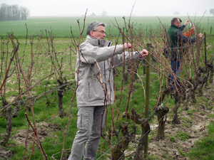 Removing the cut vine branches