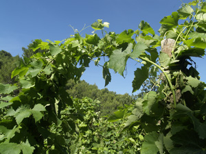 Global warming in vineyard