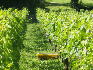 Robots in organics vines