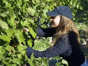 Harvest you own french vines