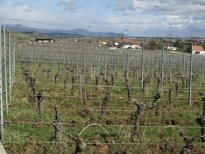 Discover the winemaker job during a day in Alsace