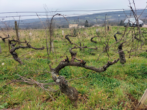 Adopt a vine in burgundy with Gourmet odyssey