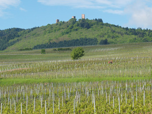 Original white wine gift.  Make your own organic wine in Alsace.
