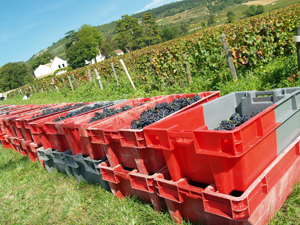 Participate in the harvest in Burgundy, France