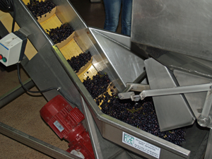 Get involved in the grape harvest in Burgundy