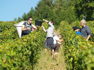 Adopt a vine in Burgundy