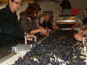 Original wine gift for wine lovers. Get involved in the harvest in Burgundy