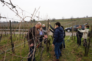 Pruning Riesling vine Grand Cru Steingrubler in Alsace