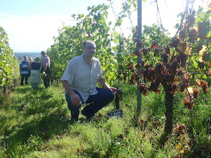 Vines adoption in Alsace France