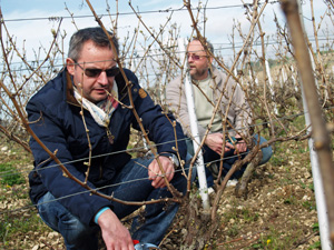 vine pruning Domaine Jean-Marc Brocard Chablis